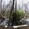 Marshall Swamp