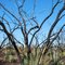Brush Fire, Tres Rios Wetlands, Maricopa, AZ