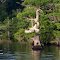 Osprey at Blue Cypress