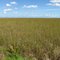 Everglades sawgrass