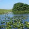 Florida Everglades-River of Grass, 8th wonder of the world