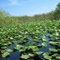 Beautiful Everglades National Park