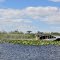 An Airboat  in Everglades Wildlife Management Area
