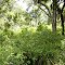 Woods, Fort McCoy, FL (2006)