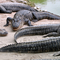 Alligator Farm, Everglades, Florida