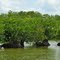 les Everglades  , la mangrove
