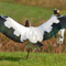 Wood Stork