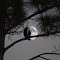 Moon Bird