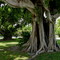 Feigenbaum