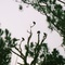 Buzzard Tree