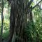 big strangler fig at teague hammock preserve