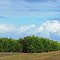 grove skies