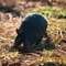 Armadillo
