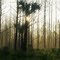 mist in the woods