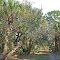 pinelands hammock