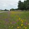 Florida Wildflowers