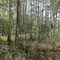 Thickets, just normal
