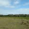 NE from the tree line