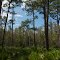 Slash and longleaf pine along the edge of a cypress pond