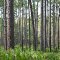 A thick stand of natural slash and longleaf pine with cypress pond in the background