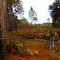 Mountain Bike at the Hampton Tract Green Swamp