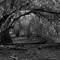 Pine Log State Forest