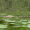 Little Gator