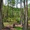 Cypress lowland - Pine Log State Forest