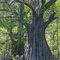 Cypress Tree in Central Florida Everglades