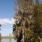 Cypress Lake