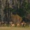 Deer on Treeline.