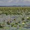 cypress lake