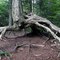 Roots