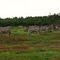 Zebras @ Lyon Country Safary - West Palm Beach - Florida