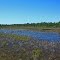 marsh