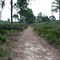 Trail through the trees