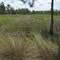 Arbuckle WMA