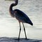What a surprise in Little Sabine Bay!