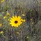 Bidens flower Flying Eagle WMA