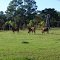 bulls grazing, Carlson, Sumter County Fla (10-20-2012)