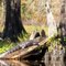 Gator on a log - Lake Iamonia (11/2009)