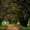 Plantation Road