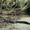 Alligator sunning on the banks of the ST Marks River