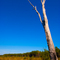 Field In Wakulla State Forest