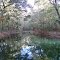 Newport Mineral Springs, off Old Plank Rd, Wakulla County Fla (11-27-2011)