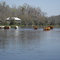 Cows in the River