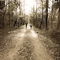 The Florida Trail