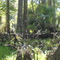 Along Jane Green Creek