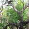 Armadillo Tree