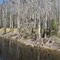 Winter Cypress on Bulldozer Canal